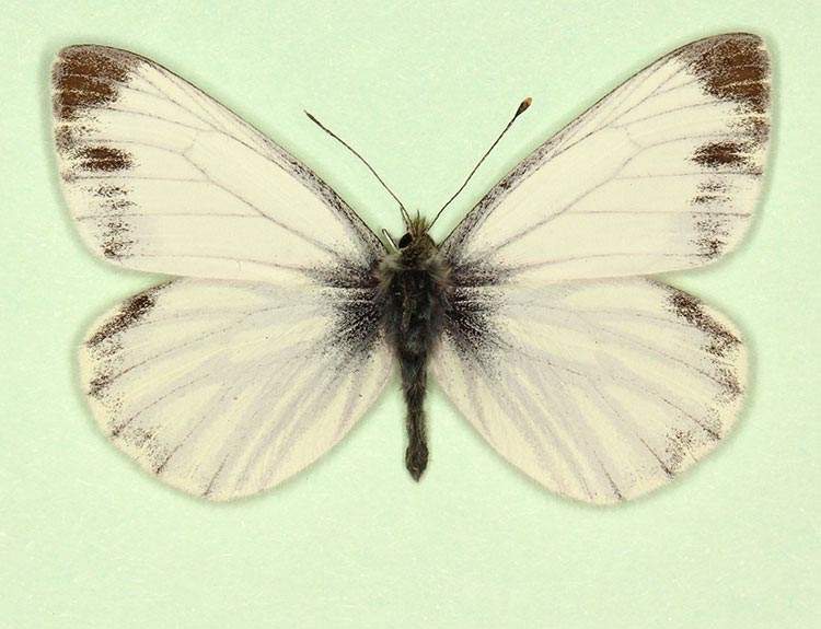 Pieris napi male (aberrant form funebris 3) (Internet Image property of respective owner, non-commercial use only)